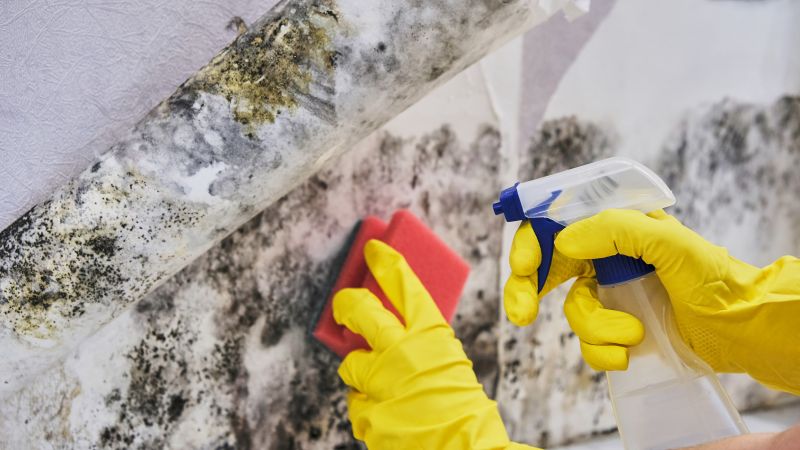 Attic Mold Remediation in Fort Lauderdale, FL