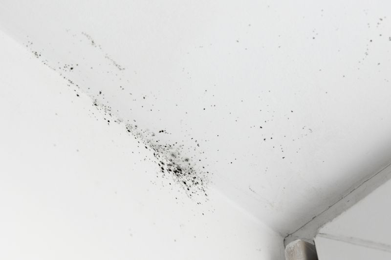 Attic Mold Removal in Frisco, TX