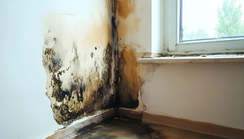 Basement Mold Remediation in Fort Lauderdale, FL
