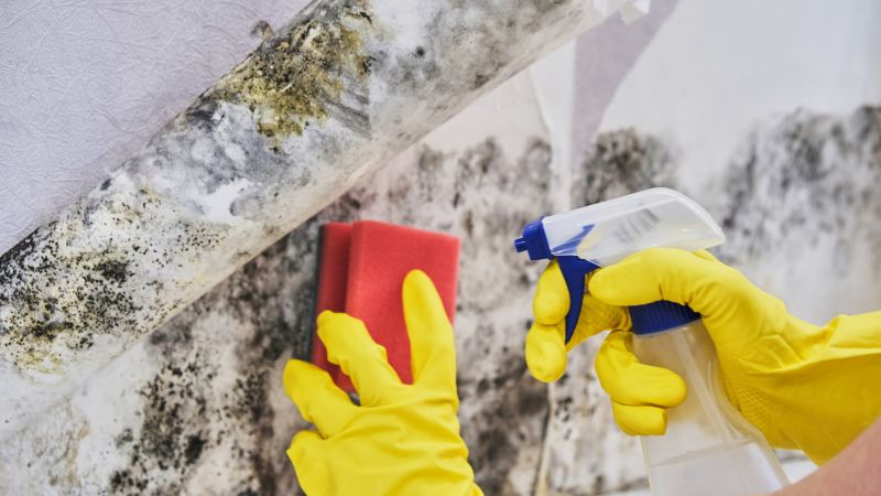 Basement Mold Removal in Boca Raton, FL