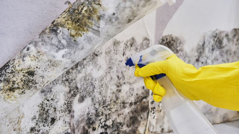 Black Mold Removal in Bergen County, NJ