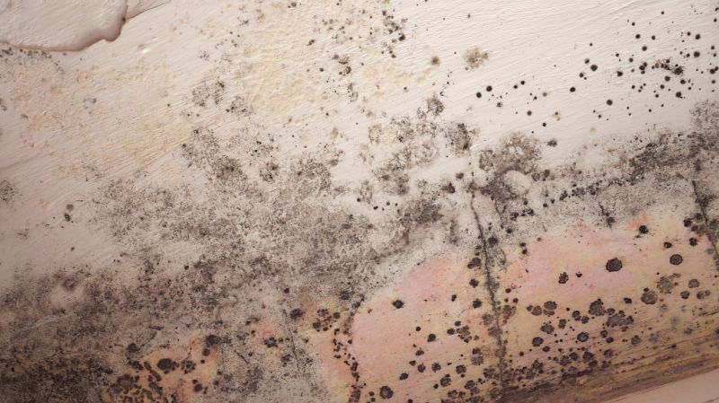 Ceiling Mold Removal in Fort Worth, TX
