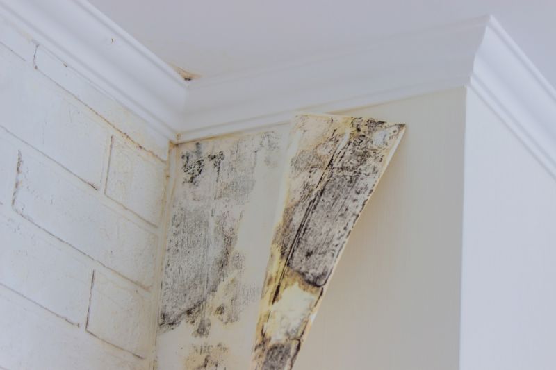 Mold Abatement Service in Frisco, TX