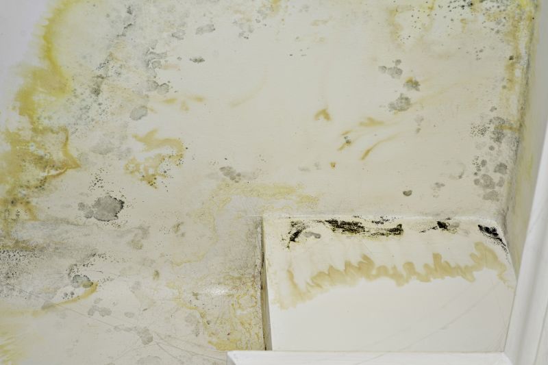 Mold Mitigation Service in West Palm Beach, FL