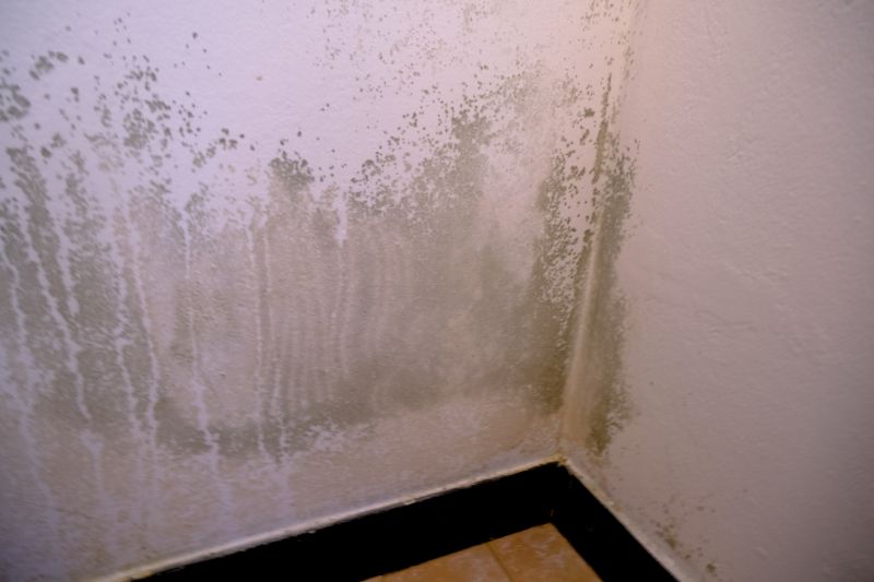 Mold Treatment Service in Jupiter, FL