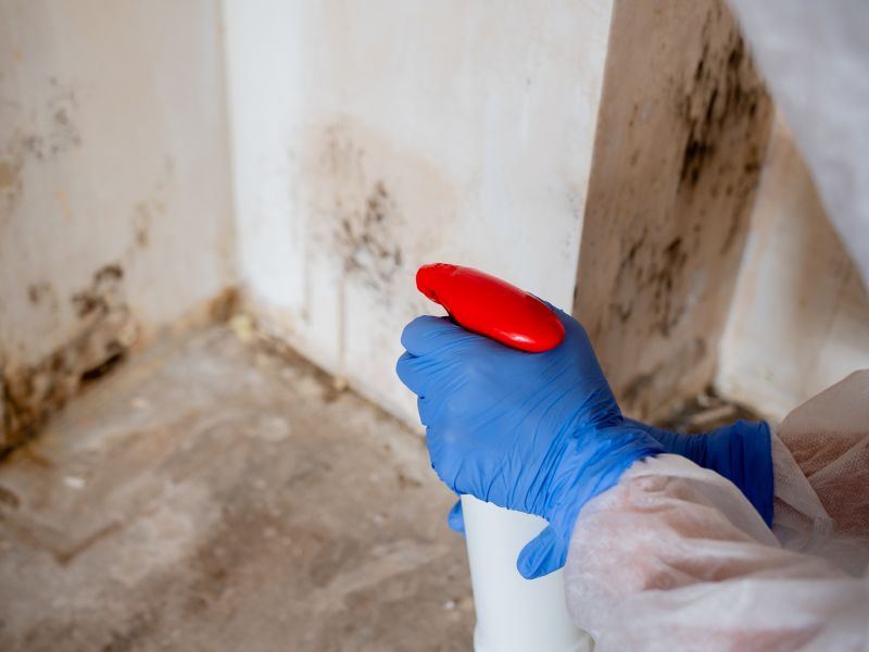 White Mold Mitigation in Fort Worth, TX